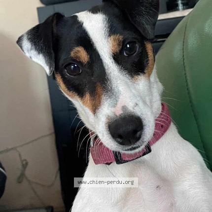 Photo de chien perdu à Ris Orangis