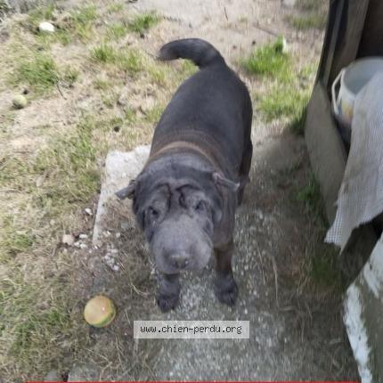 Photo 1/1 Chien retrouvé Perdu à Bordeaux bacalan