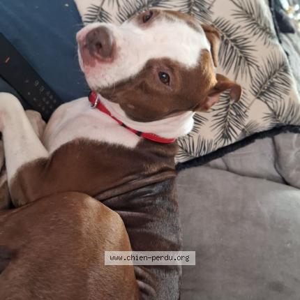 Photo 1/1 Chien retrouvé Perdu à Beaumont du gatinais