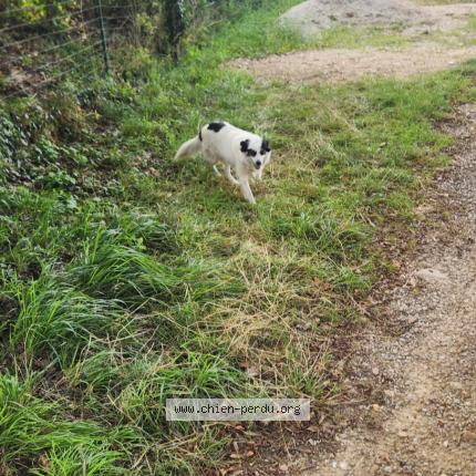 Photo de chien trouvé à Labruguiere