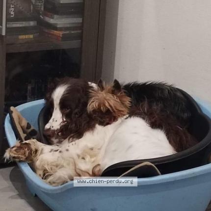 Photo 1/1 Chien retrouvé Perdu à Dreux