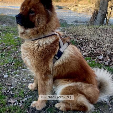 Photo de chien perdu à Chateauneuf Du Rhone