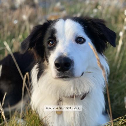 Photo de chien perdu à Ploumoguer