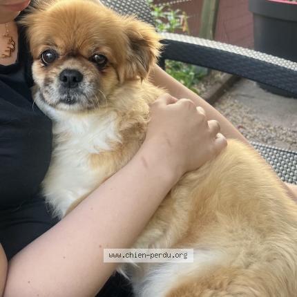 Photo de chien perdu à Ronchamp