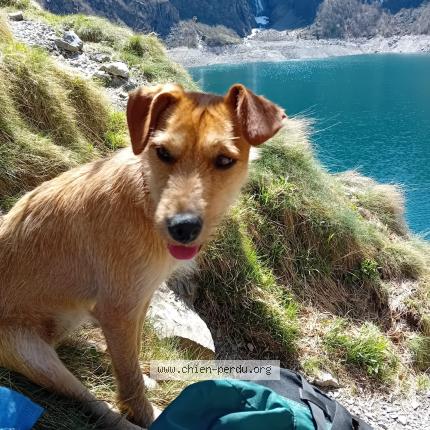 Photo 1/1 Chien retrouvé Perdu à Saint ferreol de comminges
