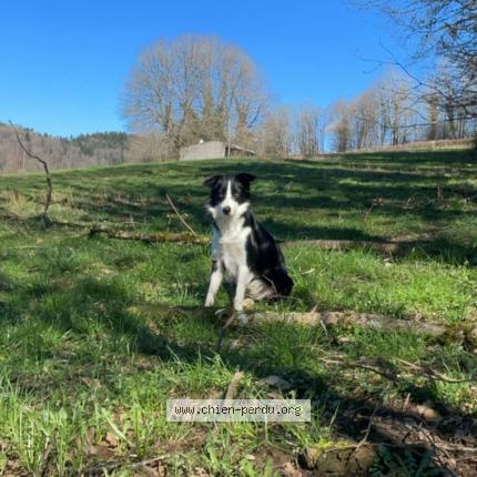 Photo 1/1 Chien retrouvé Perdu à Bourg en bresse