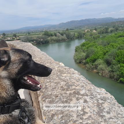 Photo 1/1 Chien retrouvé Perdu à Senas