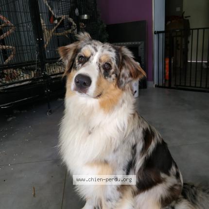 Photo 1/1 Chien retrouvé Perdu à Villemoirieu