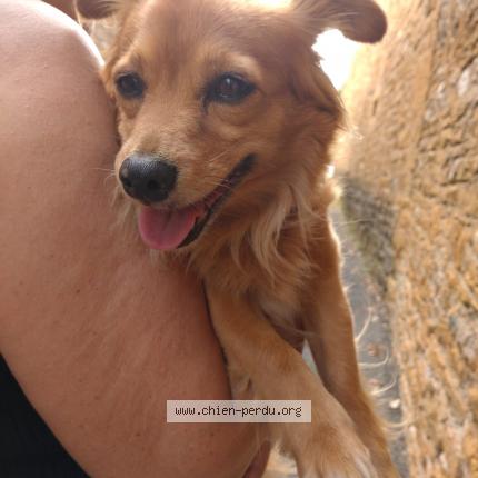 Photo de chien trouvé à Belmont D Azergues