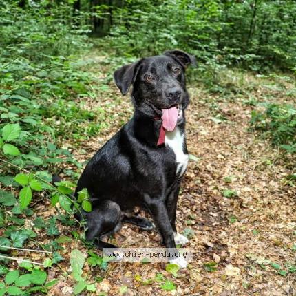 Photo de chien perdu à Picauville