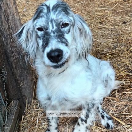 Photo de chien perdu à Lacaussade