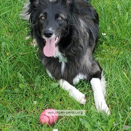 Photo 1/1 Chien retrouvé Perdu à Saint ouen du tilleul