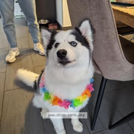 Photo de chien perdu à Saint Maurice De Remens