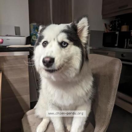 Photo 2/5 Chien retrouvé Perdu à Saint maurice de remens