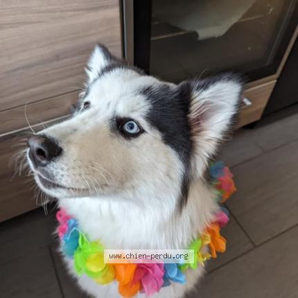 Photo 3/5 Chien retrouvé Perdu à Saint maurice de remens