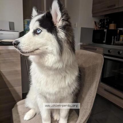 Photo 4/5 Chien retrouvé Perdu à Saint maurice de remens