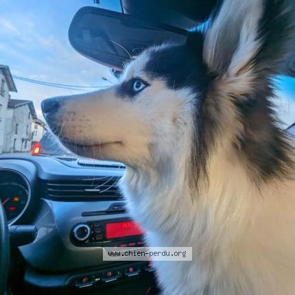 Photo 5/5 Chien retrouvé Perdu à Saint maurice de remens