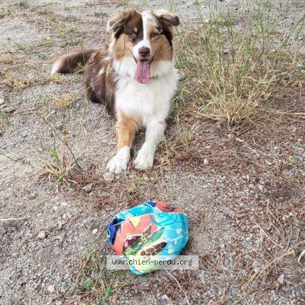 Photo 1/1 Chien retrouvé Perdu à St Drezery