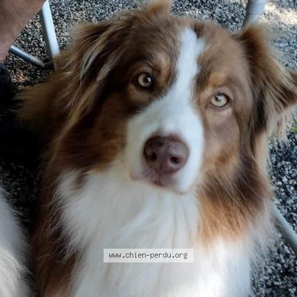 Photo de chien perdu à Ex Les Thermes