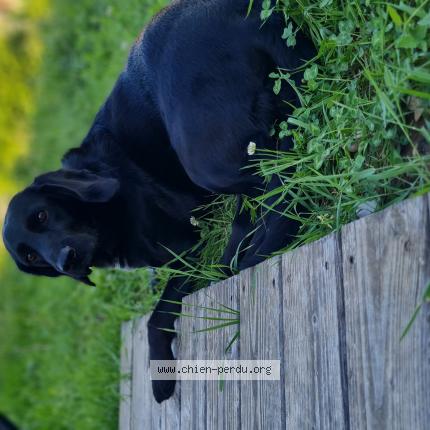 Photo de chien perdu à La Bridoire