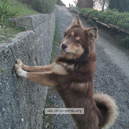 Photo de chien perdu à Clermont Ferrand