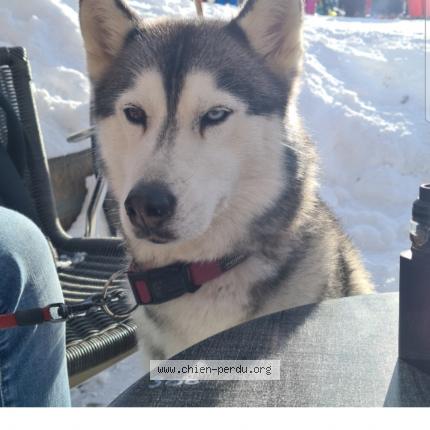 Photo 1/1 Chien retrouvé Perdu à Tignieu jameyzieu