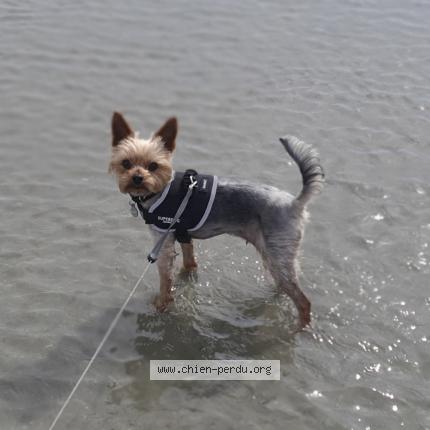 Photo 1/1 Chien retrouvé Perdu à Arcy sur cure