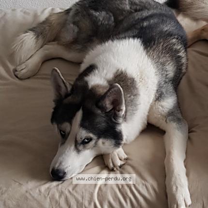 Photo de chien perdu à Pouru St Remy