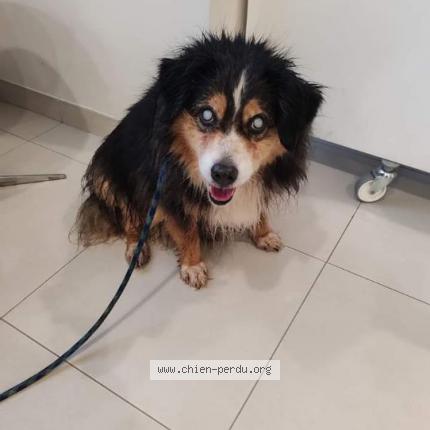 Photo de chien perdu à Juif