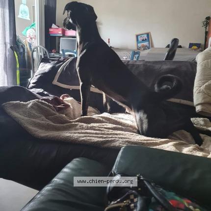 Photo 1/1 Chien retrouvé Perdu à Montboucher sur jabron