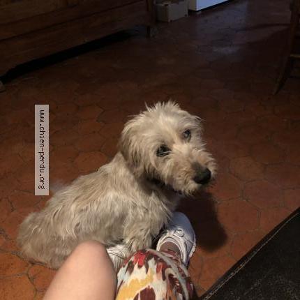 Photo 1/2 Chien retrouvé Trouvé à Bligny sur ouche