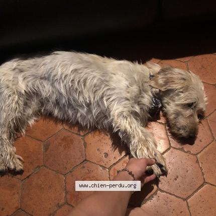 Photo 2/2 Chien retrouvé Trouvé à Bligny sur ouche