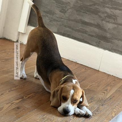 Photo de chien perdu à Villeneuve De Berg