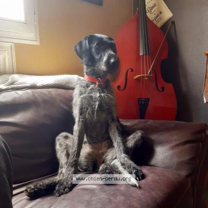 Photo de chien perdu à Benestroff