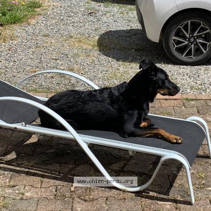 Photo de chien perdu à Laval