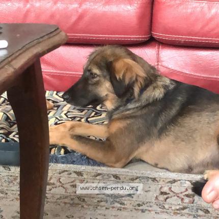 Photo 1/1 Chien retrouvé Perdu à Marseille