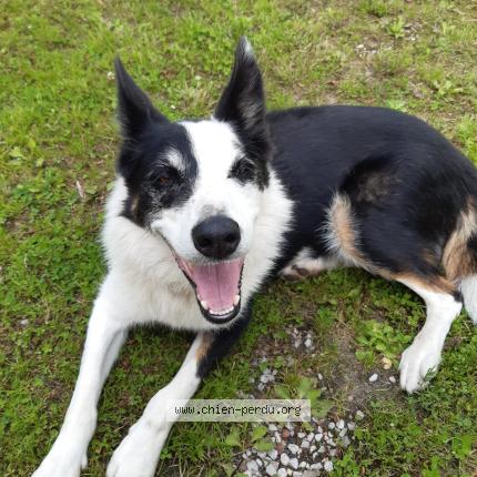 Photo 1/1 Chien retrouvé Perdu à Gouy saint andre