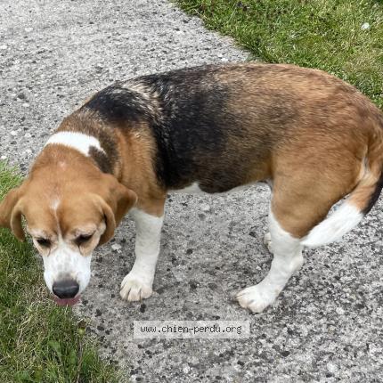 Photo de chien trouvé à Silly Le Long