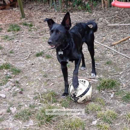 Photo 1/1 Chien retrouvé Perdu à Laroque