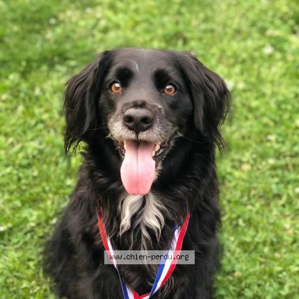 Photo 1/1 Chien retrouvé Perdu à Castelnau de medoc