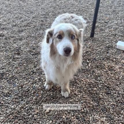 Photo de chien trouvé à Merindol Les Oliviers