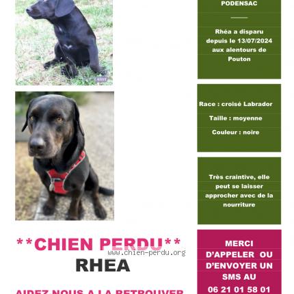 Photo de chien perdu à Landiras