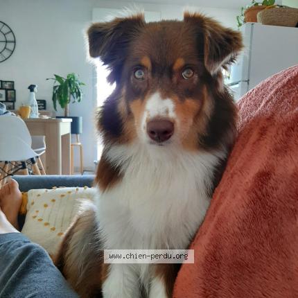 Photo 1/1 Chien retrouvé Perdu à Batz sur mer