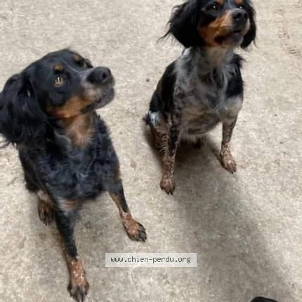 Photo de chien perdu à Beaumont Louestault