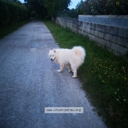 Photo 1/1 Chien retrouvé Trouvé à Sainte foy