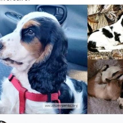 Photo 1/1 Chien retrouvé Perdu à Sauviat sur vige