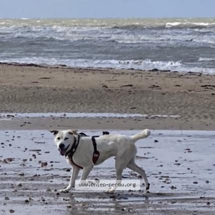 Photo de chien perdu à Andryes