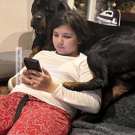 Photo de chien perdu à Le Cannet Des Maures