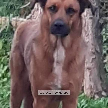 Photo 1/1 Chien retrouvé Perdu à Corcieux