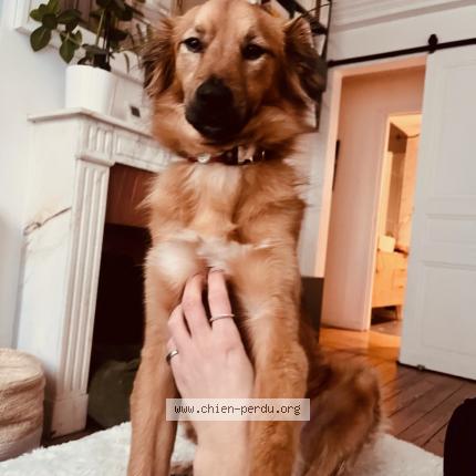 Photo de chien perdu à Paris